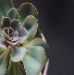 Green Plants