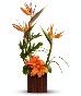 Orchids and Tropical Flowers