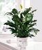 Flowering Plants