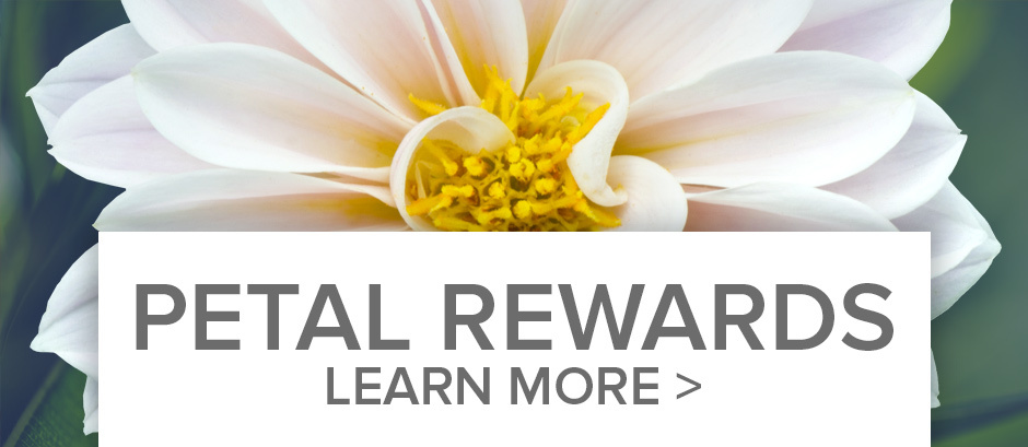 Petal Points Loyalty Program