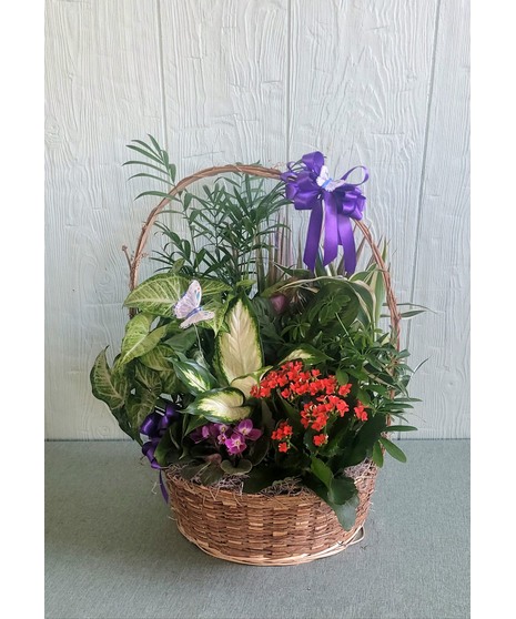 Ceramic/Basket  Dish Garden