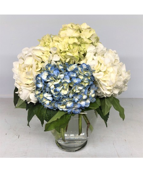Charming Hydrangea