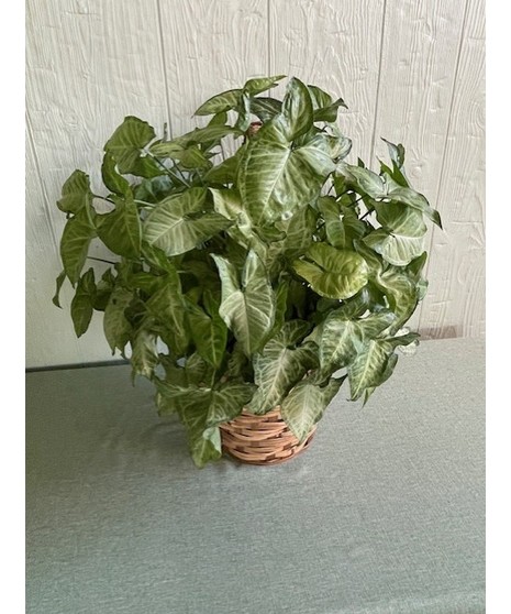 Arrowhead Plant