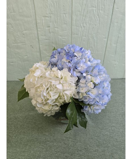 Charming Hydrangea