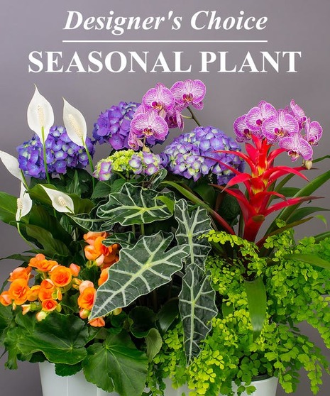 Seasonal Blooming Plant