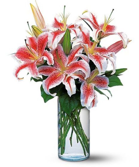 Enchanting  Lilies