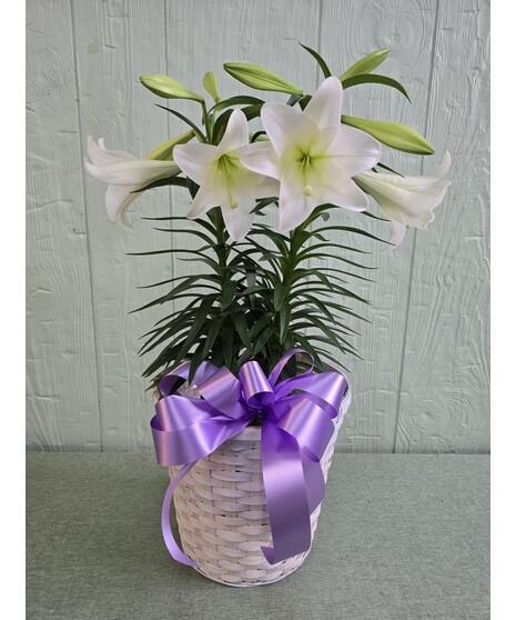 Easter Lily Plant