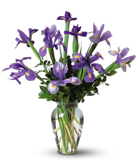 Stunning Designed Iris
