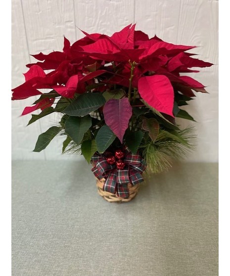 Red Poinsettia
