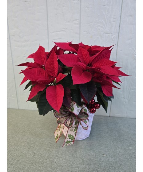 Red Poinsettia